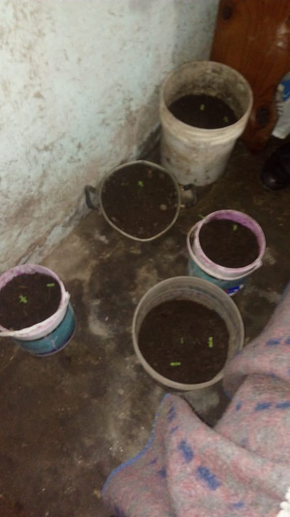 Abuelo denunció a su nieto al ver plantas de marihuana en su casa